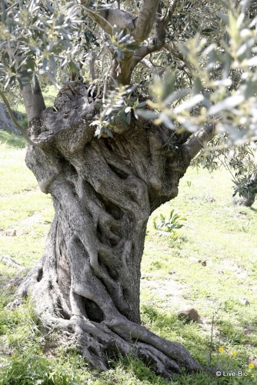 Poros Island - Olive trees