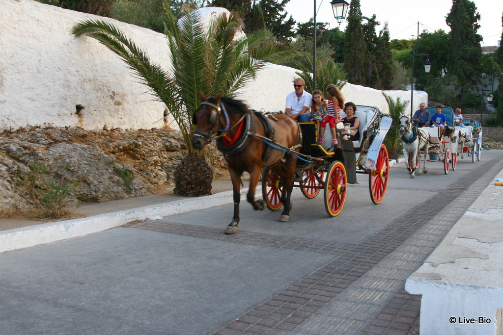 Live-Bio - Spetses