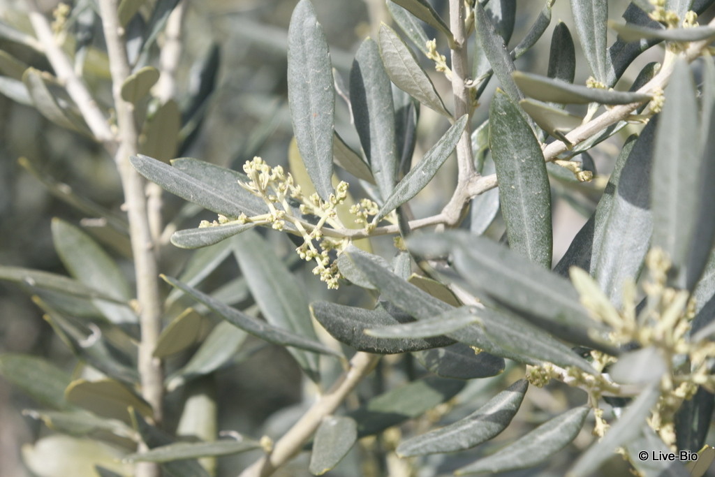 Nature - Olive trees