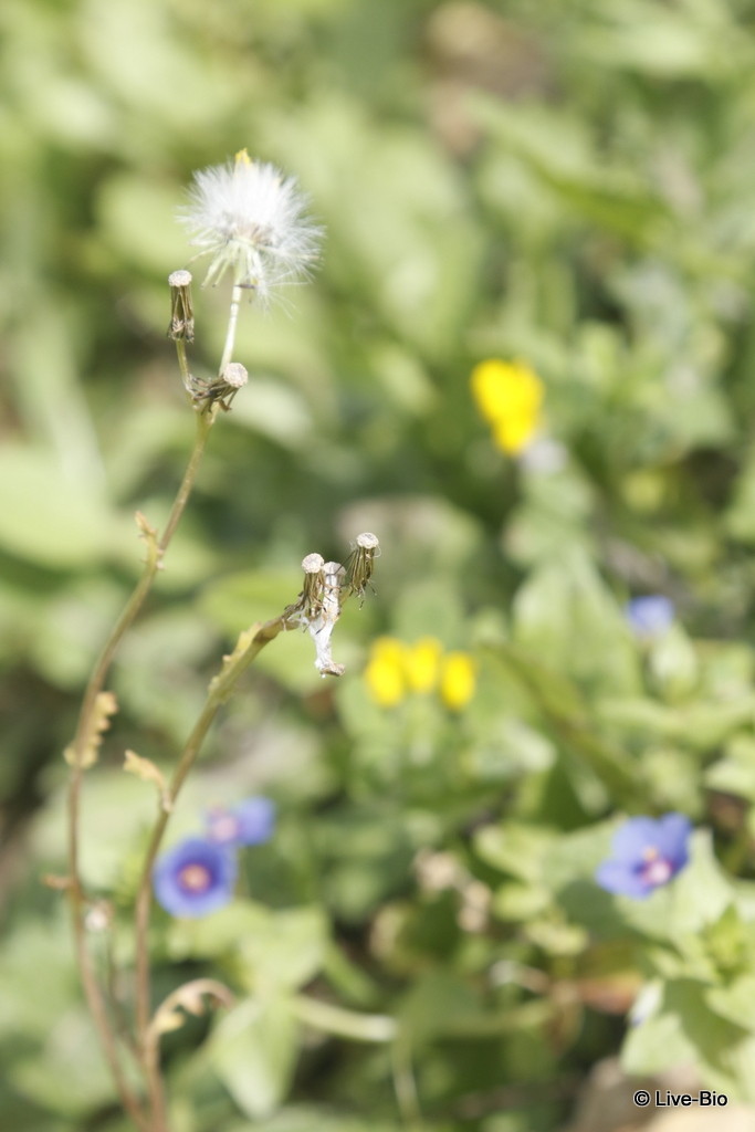 Nature - flowers