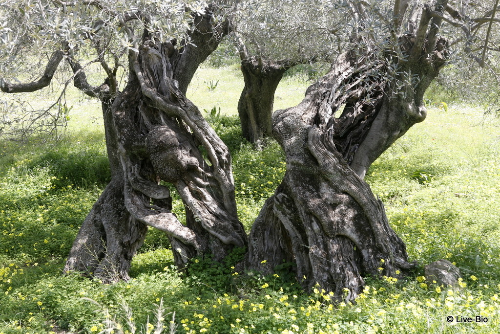 Manaki varietal olive trees - top 10 things to do on Poros island and vicinity