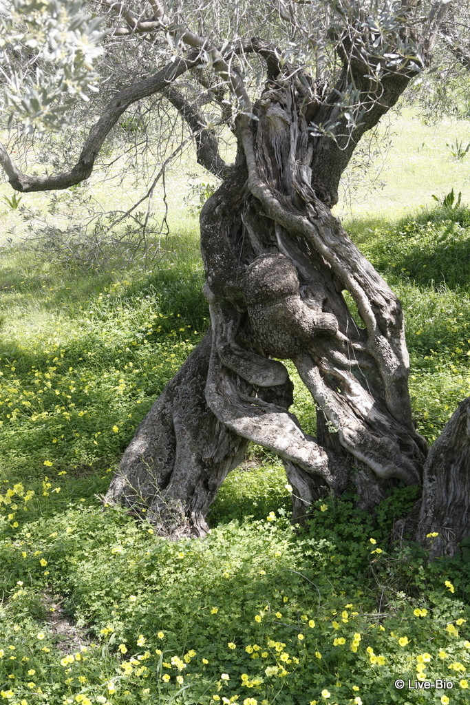 Poros Island - olive trees