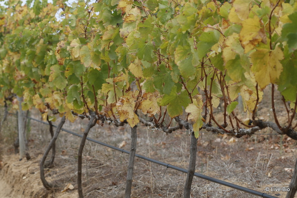 Nature - vineyards