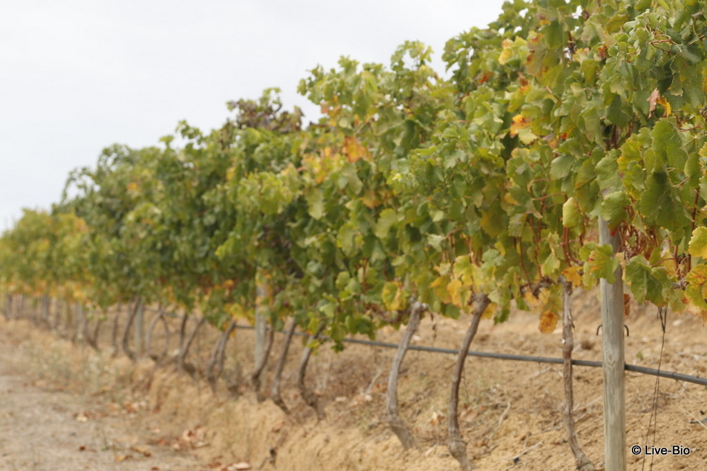 Nature - vineyards