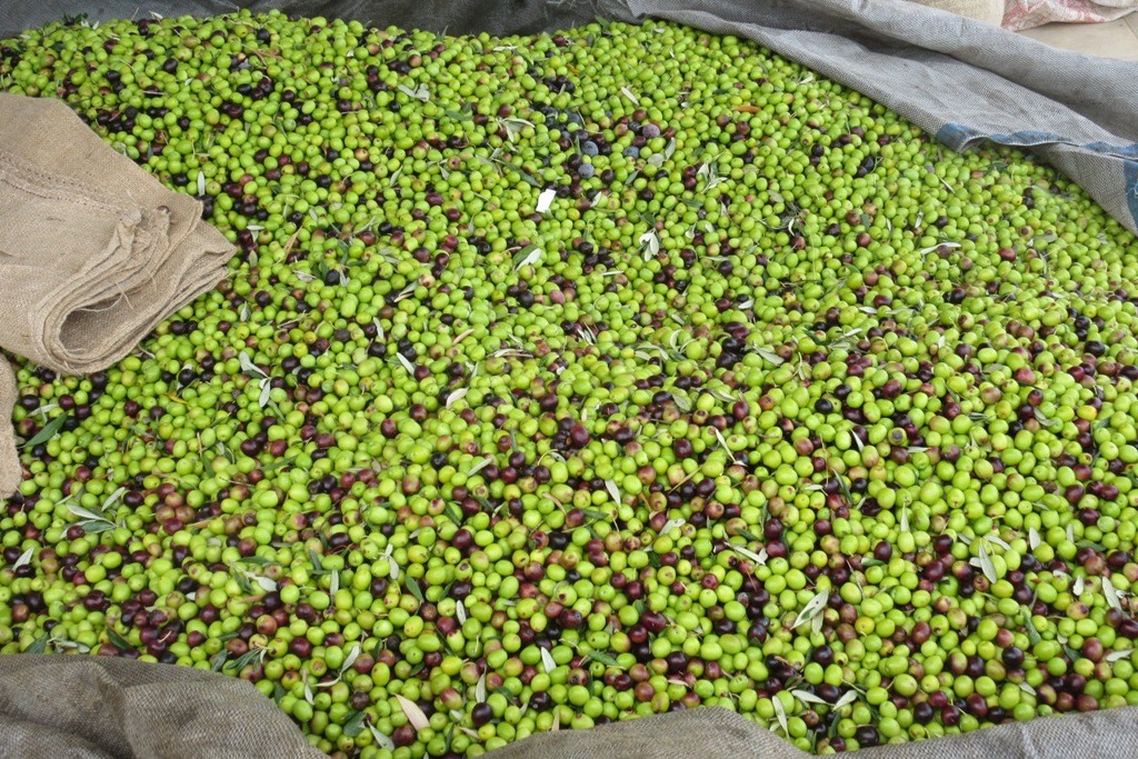 Olives harvest happens in November and is quite an experience