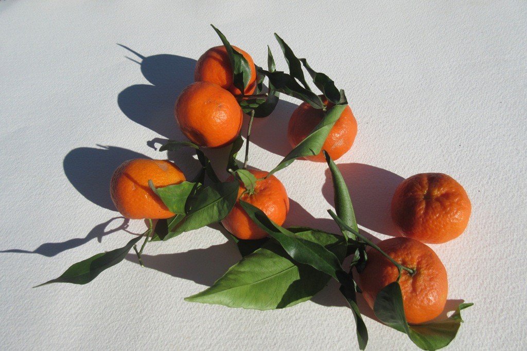 Fresh oranges. And wait till you smell the orange blossoms!