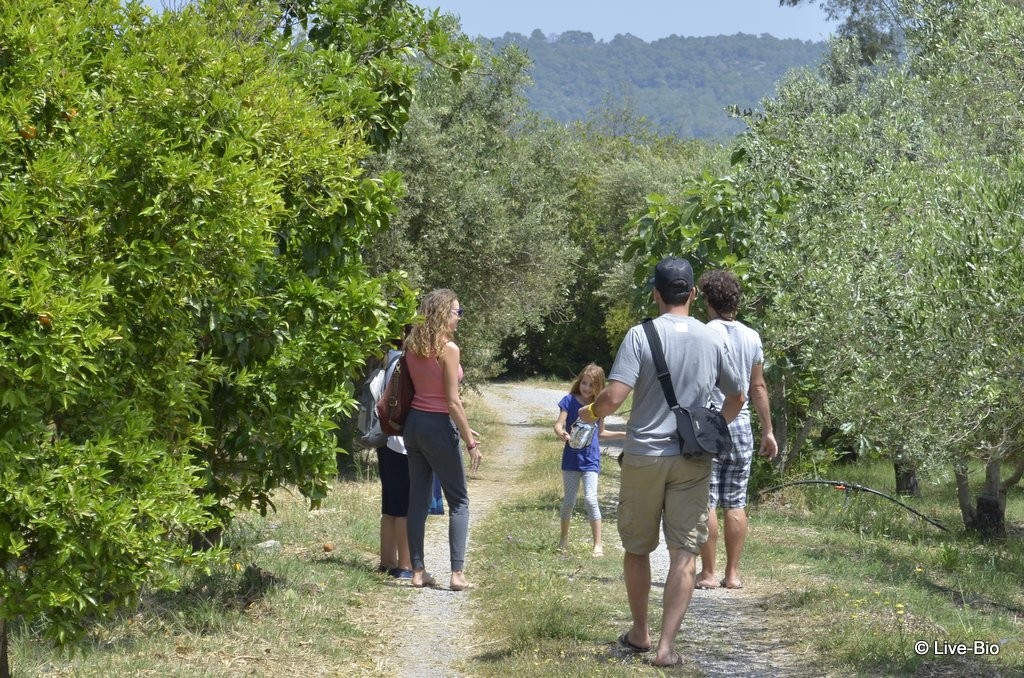 Top 10 things to do on Poros island and vicinity - The Lemon Tree forest