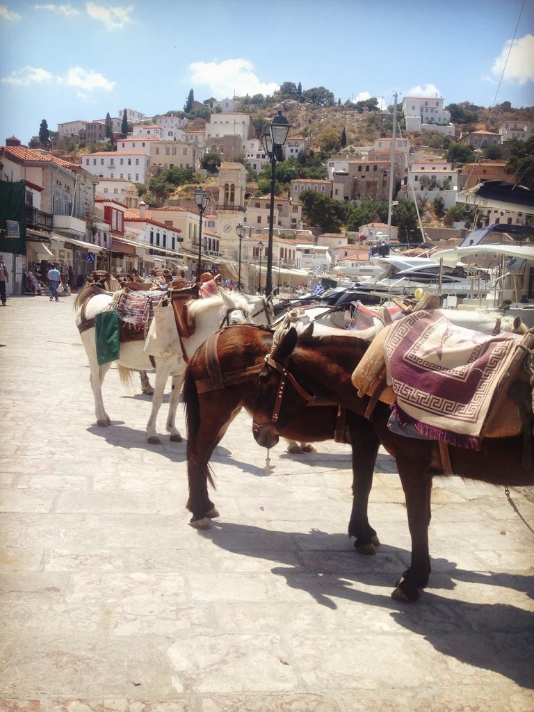 The donkeys in Hydra