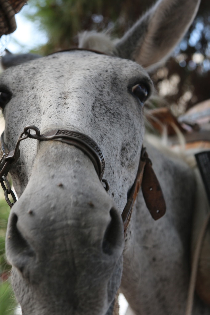How donkey's selfie would look like :-)