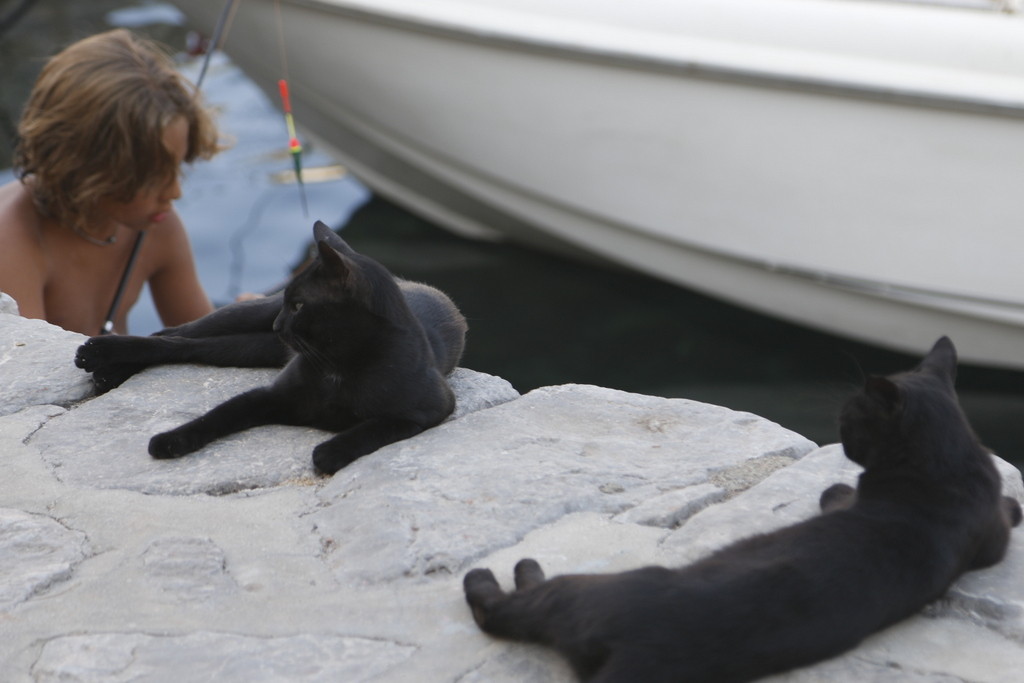 Hydra, cats' paradise!