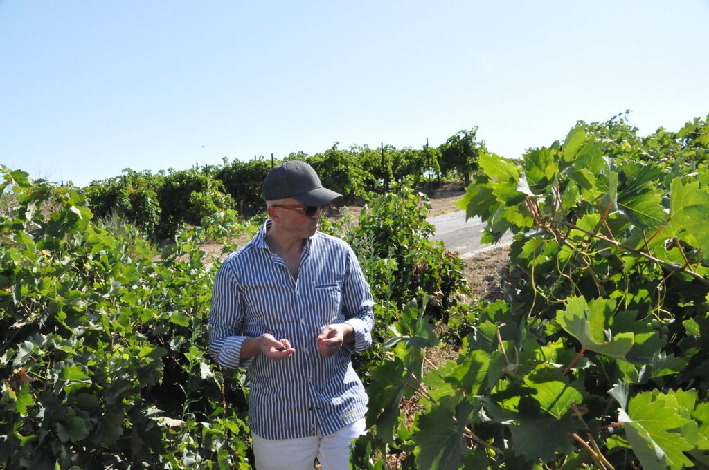 Wine harvest at Nemea