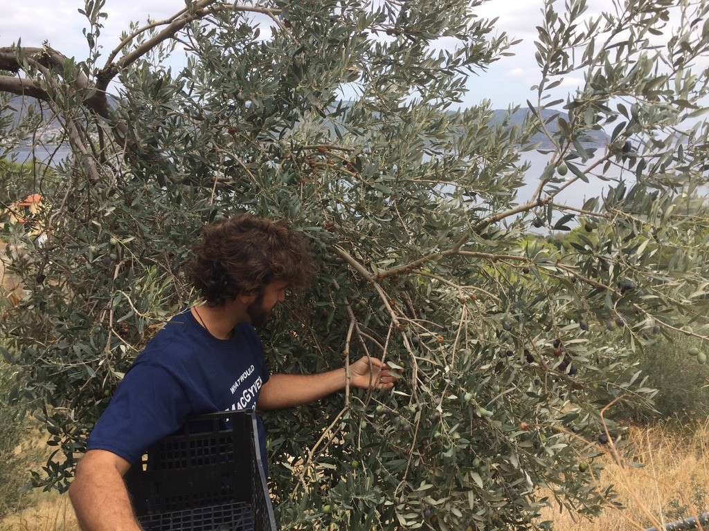 Guide to Greek olive oil