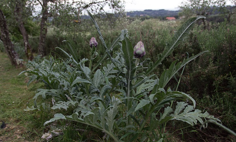 Vegetable garden - artichoke