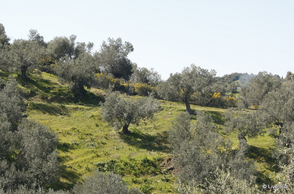 Poros Island - Olive trees