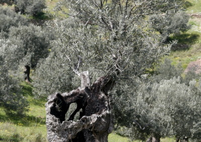 Olive grove near Live-Bio