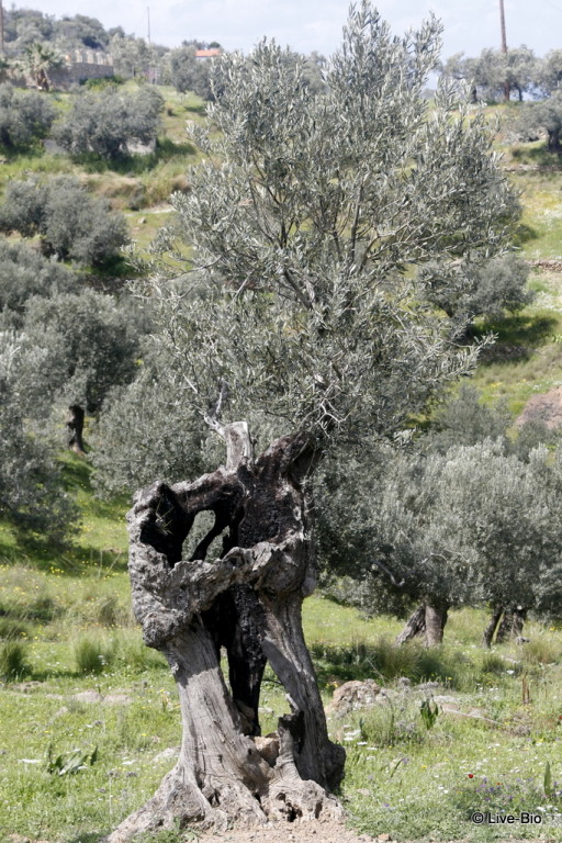 Olive grove near Live-Bio