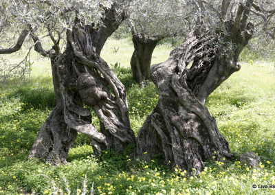 Olive grove near Live-Bio