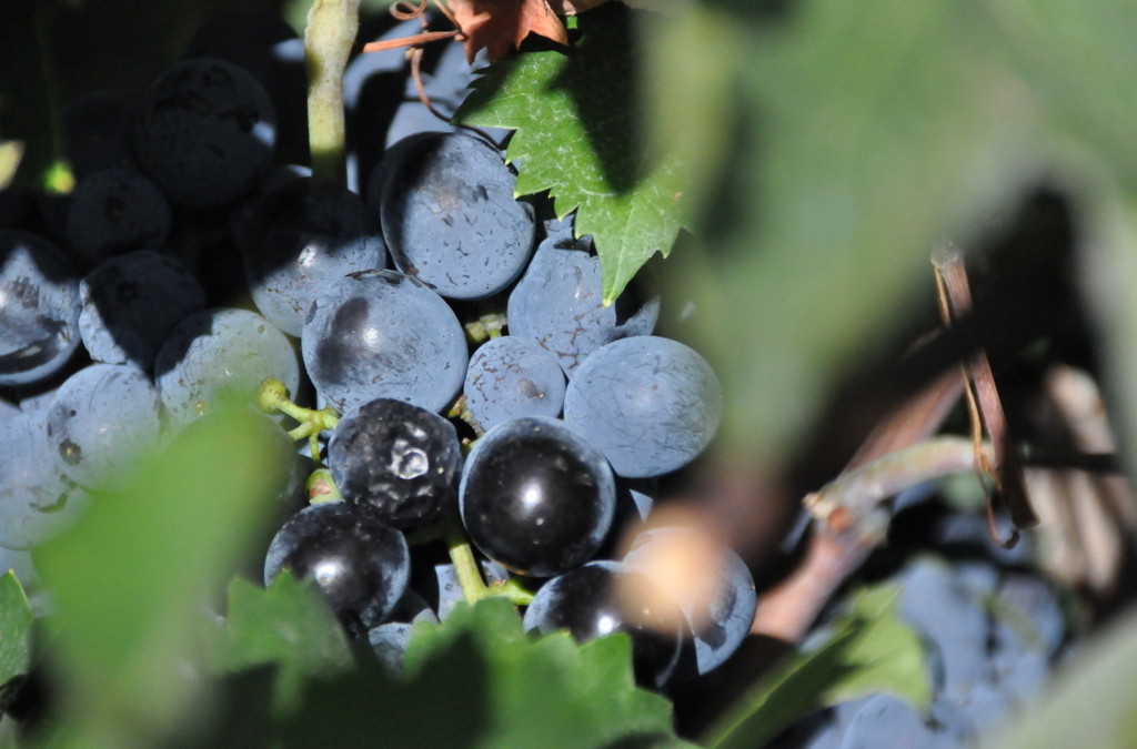 Wine harvest in Nemea