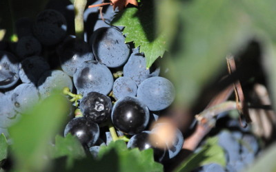 The wine harvest at Nemea