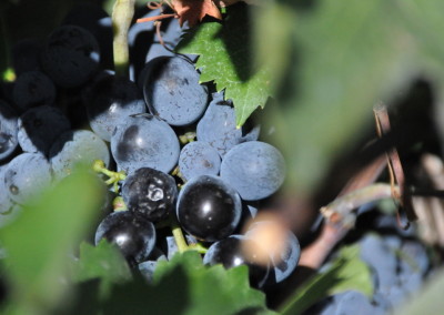 Wine harvest in Nemea