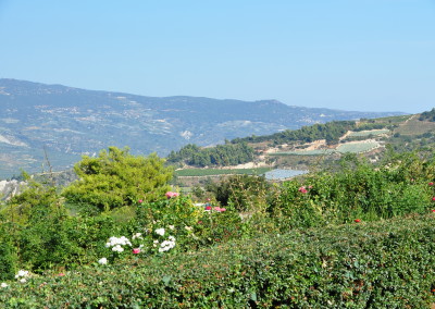 Views from the Semeli vinyard