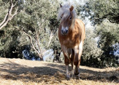 Galatas and Troizina - Lykoparti horses