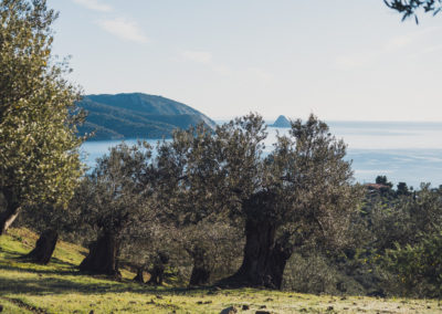 Galatas olive groves