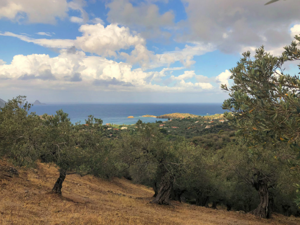 Olive grove just above Live-Bio